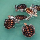 Overwintering waterschildpadden