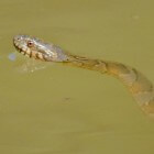 Waterslangen: hoe gevaarlijk zijn deze slangen?