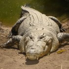 De zeekrokodil, de grootste krokodil op aarde