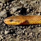 Slangen in Spanje: alle giftige en ongiftige soorten