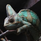 Kameleon: Hoe en waarom verandert dit reptiel van kleur?