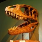 De moeilijke naam dinosaurus: Carcharodontosaurus