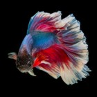 Betta Splendens - Kempvis | Een prachtige aquariumvis