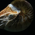 Nautilus  inktvis met uitwendige schelp
