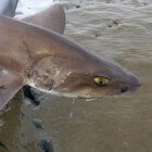 Gevlekte gladde haai in Noordzee en Waddenzee