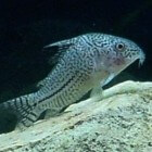 Meervallen � Siluriformes