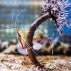 Meest voorkomende soorten aquarium garnalen