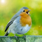De hoogontwikkelde communicatie van zangvogels