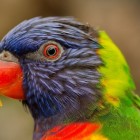 Dronken papegaaien in Darwin