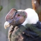 De Andescondor, de grootste roofvogel op aarde