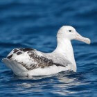De albatros: Een bijzondere vogelsoort met enorme afmetingen