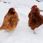 Verzorging van kippen in de winter