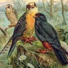 Roodpootvalk, Falco vespertinus