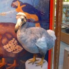 De dodo, uitgestorven en mythische vogel uit Mauritius