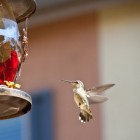 De kolibrie: het kleinste vogeltje op aarde?