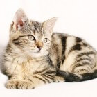 Kattenziekte: Hyperthyroïdie (aandoening schildklier)