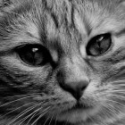 Leverziekte bij de kat: herken de symptomen