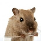 Ziekten en kwaaltjes bij hamsters