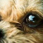 Aandoeningen hond: droge ogen