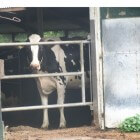 Melkziekte en slepende melkziekte bij koeien