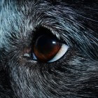 Veelvoorkomende oogziektes bij de hond