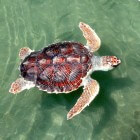 Drijfziekte bij zeeschildpadden