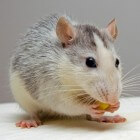 Tumoren bij ratten: soorten, voorkomen en oplossen