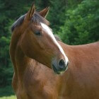 Warmblood Fragile Foal Syndrome (WFFS) onder paarden
