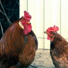 Snot bij kippen: herkennen en behandelen van de ziekte