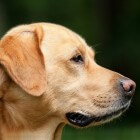 Huidproblemen hond: overmatige jeuk aan de huid, oorzaken