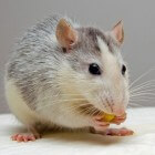 Ziekten bij de tamme rat: hoe te herkennen?
