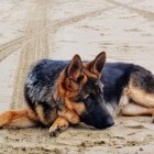 Degeneratieve Myelopathie, verlammingsziekte bij honden