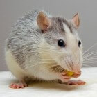Ziekte bij ratten: tumoren, luchtwegproblemen en parasieten