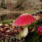 Voortplanting sporenplanten, bacteriën, schimmels, mossen