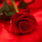 De taal der rozen: kleur en aantal hebben een betekenis