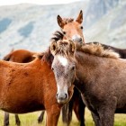 Domesticatie en evolutie van het paard