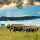 Het jachtluipaard, de baviaan en de olifant in Afrika
