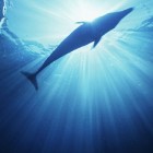 Werken met dolfijnen in de natuur