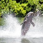 Zwemmen met dolfijnen: niet altijd even diervriendelijk