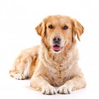 Orthopedisch hondenbed voor honden met gewrichtsproblemen
