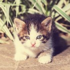 Katten & Voeding - Wat mogen katten eten en wat niet?