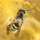 Wespen herkennen, verjagen en wespensteken behandelen