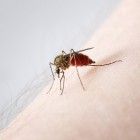 Muggen: feiten en fabels