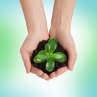 Ecologische veerkracht – Ecological Resilience