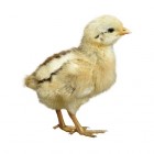 Plofkip is beter voor het milieu dan biologische kip