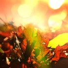 Waarom verkleuren bladeren in de herfst?