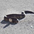De kleinste slangensoort ter wereld: Leptotyphlops Carlae