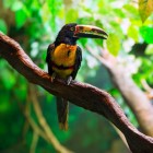 Waarom vogels op één poot staan en andere feiten