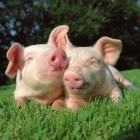 Gezondheid van varkens: belangrijkste ziektes