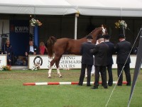 De jury beoordeelt een paard op de keuring.